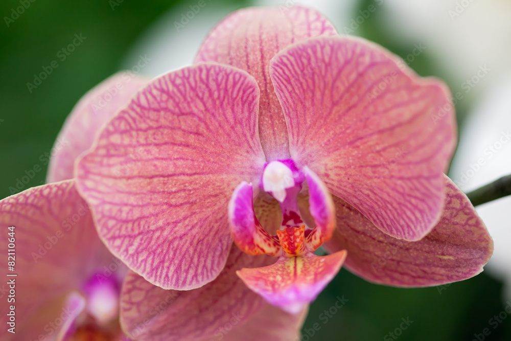 Fototapeta premium Beautiful purple orchid - phalaenopsis.