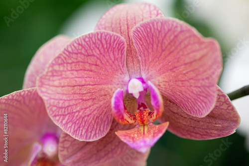 Beautiful purple orchid - phalaenopsis.