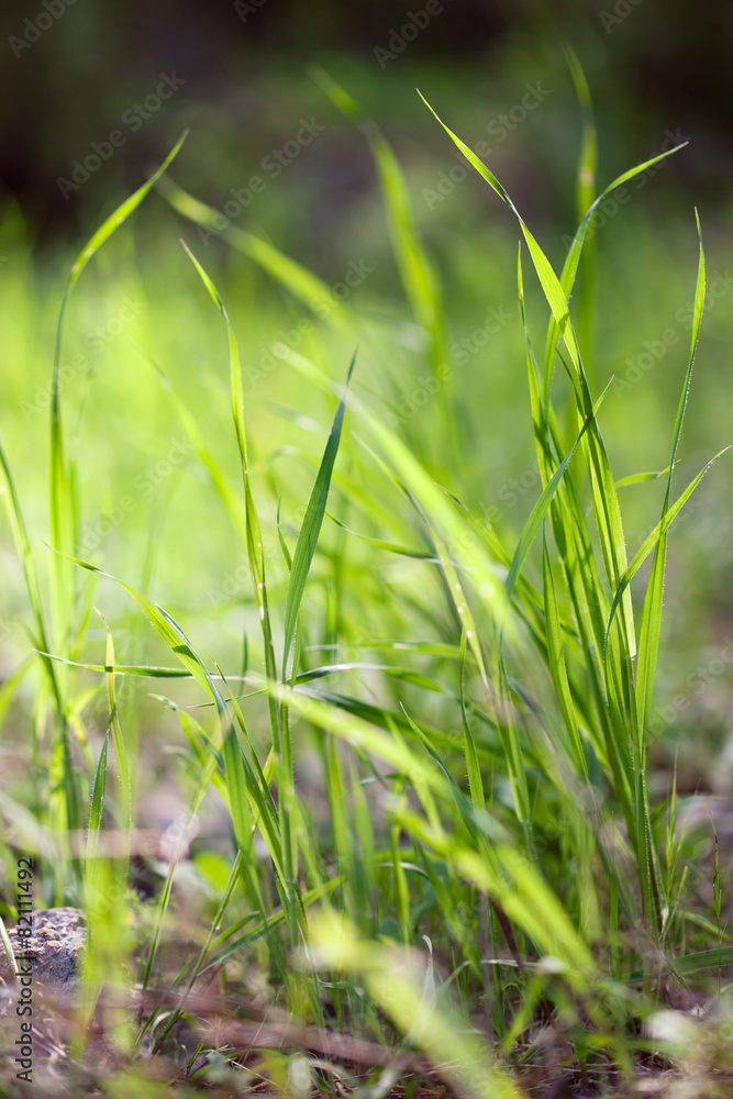 Obraz premium Green grass background