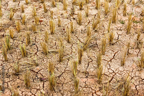Konstfotografi Dry rice field