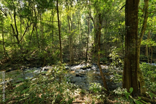 Jungle and river in Inthanon Park