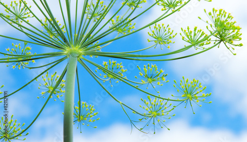 Green dill flower.