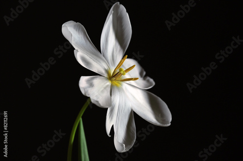 Beautiful white tulip on black background
