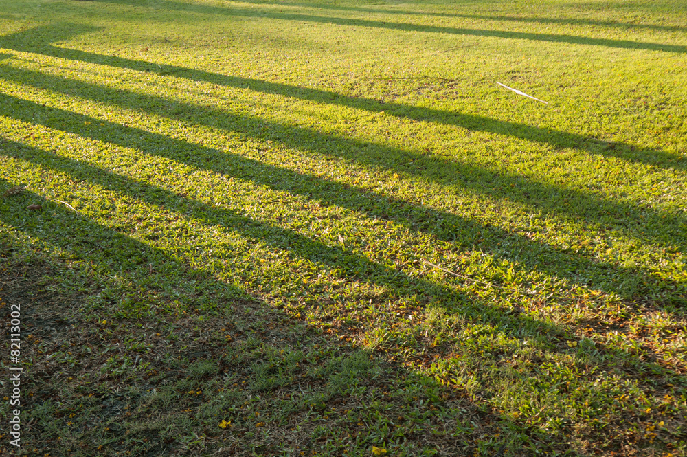 Sunlight on the grass