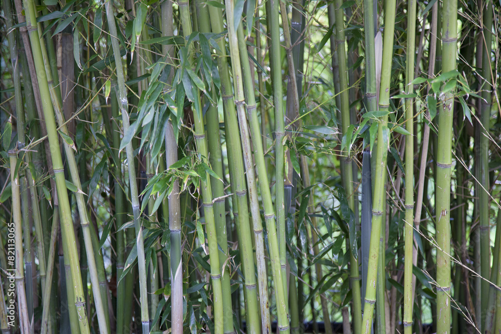 Obraz premium bamboo forest background