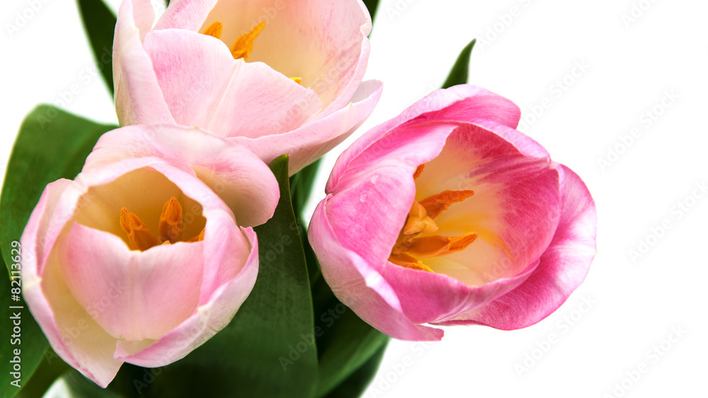pink colored tulip flowers pink colored tulip flowers