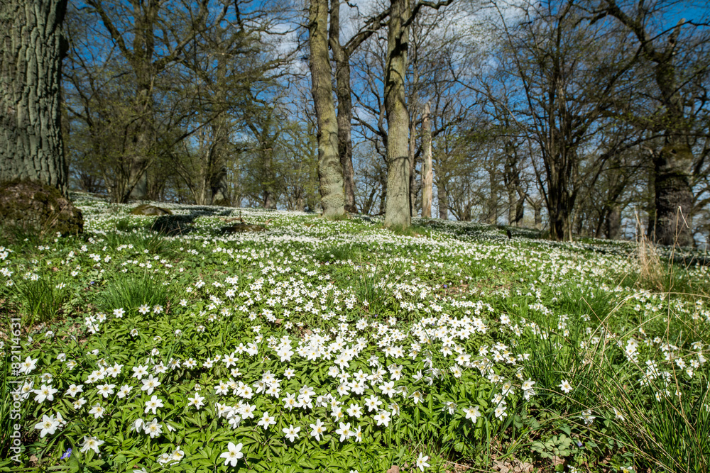 Naklejka premium Early spring in Sweden