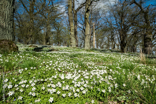 Fototapeta Naklejka Na Ścianę i Meble -  Early spring in Sweden
