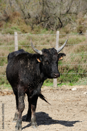 taureau camarguais