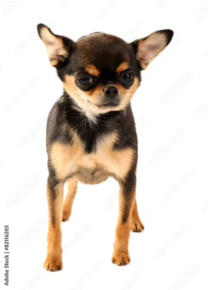 Cute chihuahua puppy isolated on white