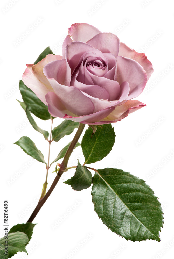 Fototapeta premium Lavender Colored Rose on White Background