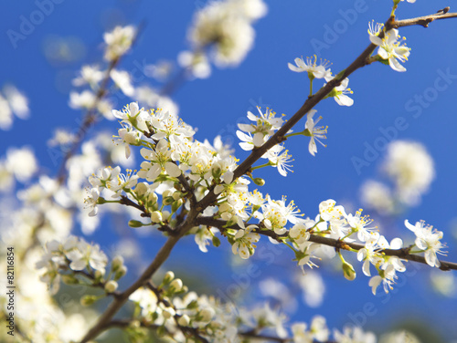 Spring tree