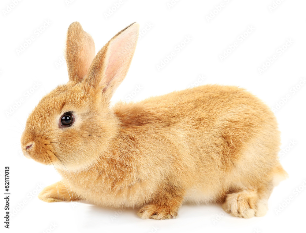 Cute brown rabbit isolated on white