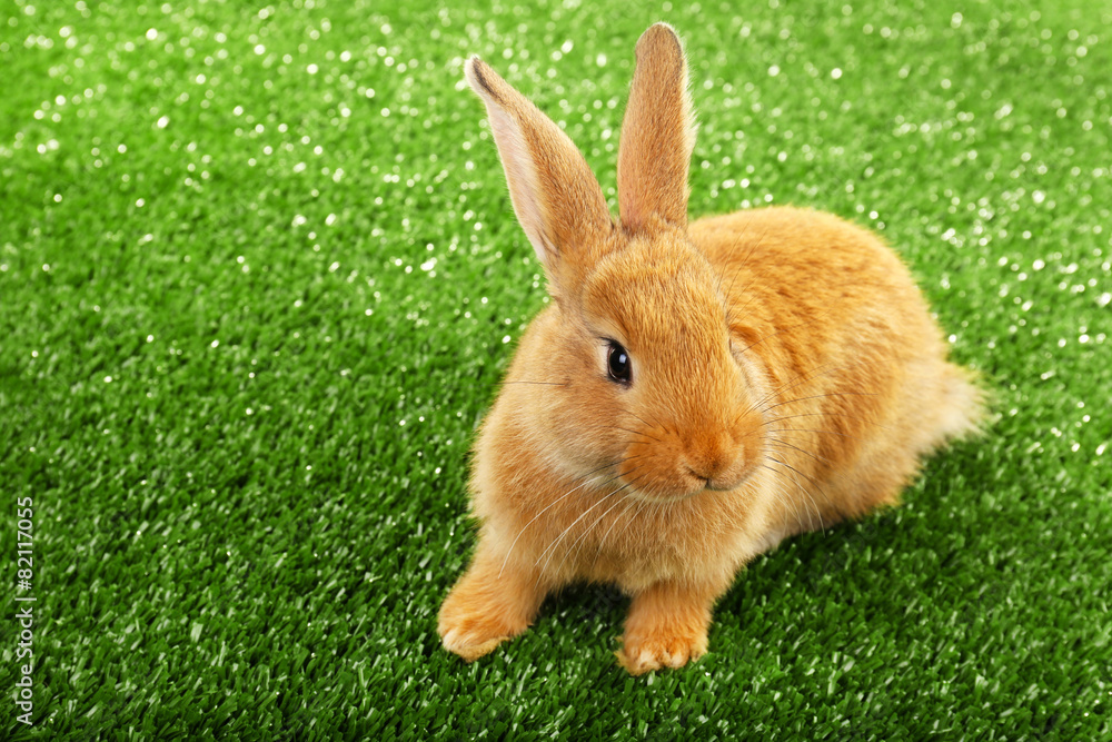 Obraz premium Cute brown rabbit on green grass background