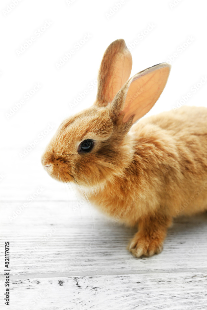 Cute brown rabbit on windowsill, closeup