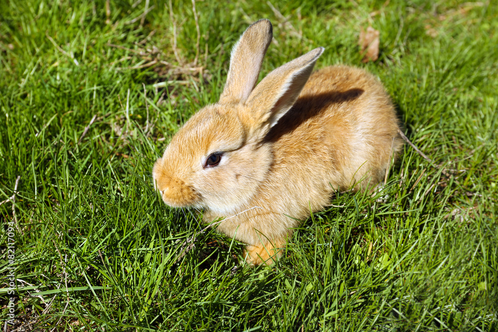 Cute brown rabbit on green grass background Cute brown rabbit on green grass background