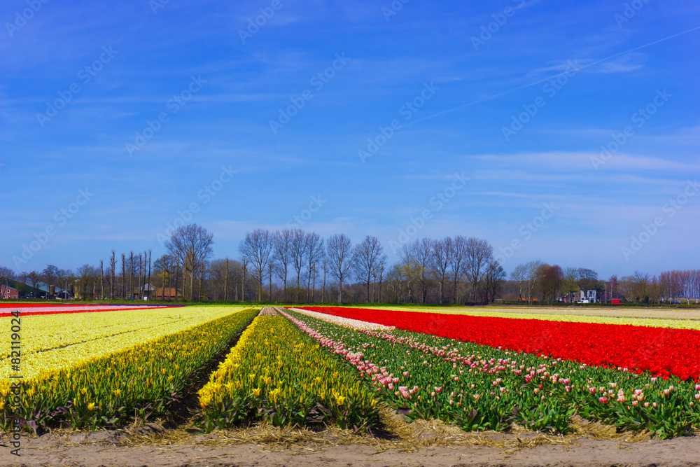 tulip flowers field.  colorful tulip farm