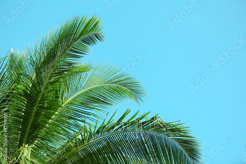 Palm leaves and blue sky, in resort © Africa Studio