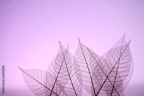 Obraz Kościec opuszcza na purpurowym tle, zamyka up