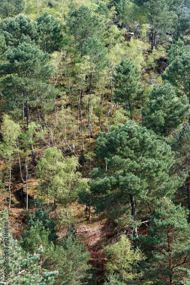Fototapeta premium Pins et butte sur le sentier des 25 bosses. Massif de Fontainebleau