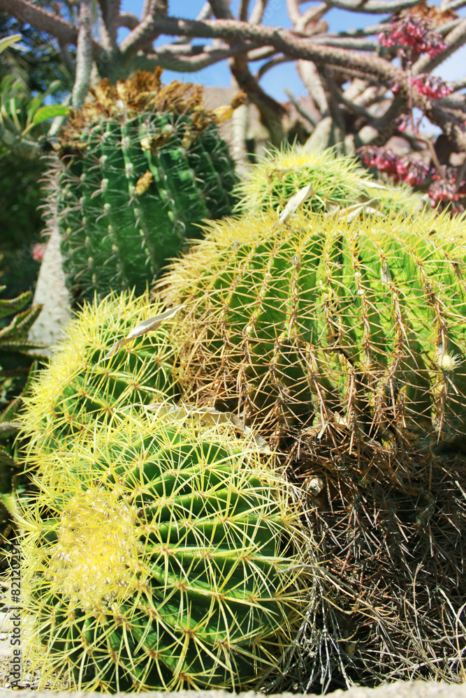Cactus plants in garden Cactus plants in garden