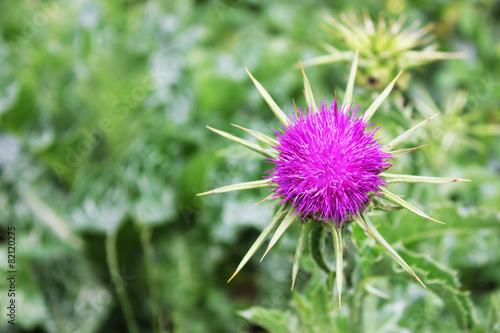 Spiny flower on green background