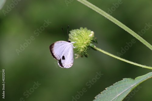  Forest Quaker (Pithecops corvus corvus ) in Sumatra photo