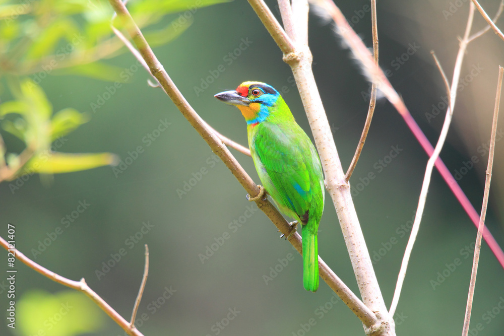Obraz premium Black-browed Barbet (Megalaima oorti) in Sumatra, Indonesia