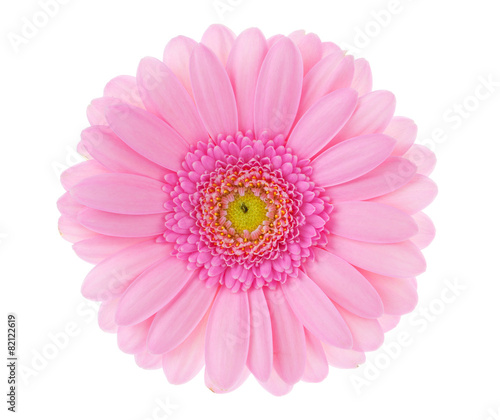 Fototapeta Naklejka Na Ścianę i Meble -  Large pink flower gerbera on a white background
