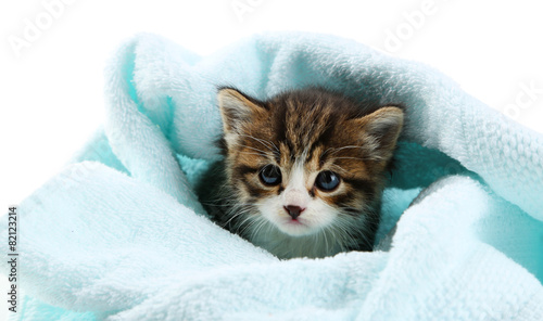 Cute little kitten with towel, on white background