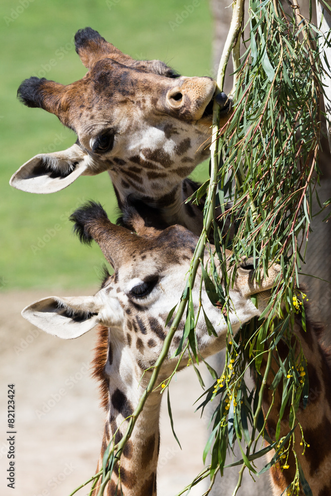 Obraz premium giraffe - giraffe camelopardalis