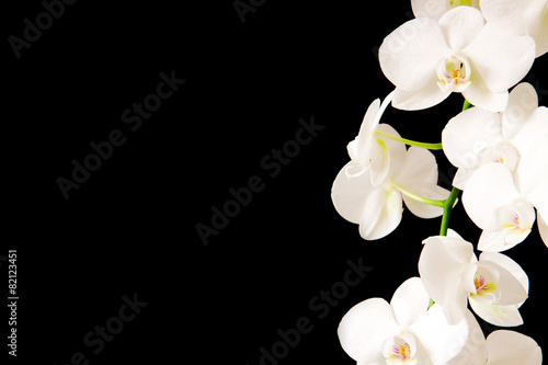 Fototapeta Naklejka Na Ścianę i Meble -  White  Orchid Branch.