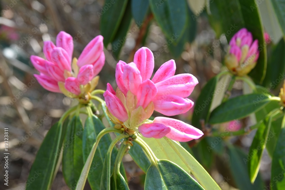 Rosa Rhododendronblüten brechen auf