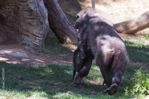 Gorilla family