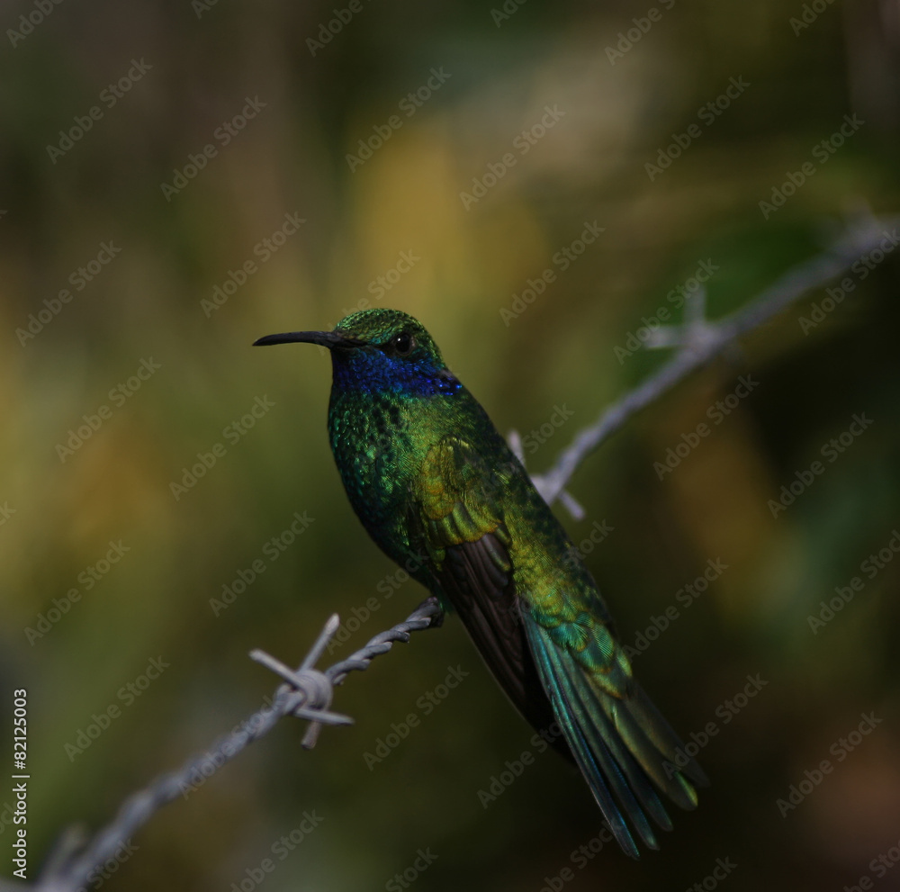 Fototapeta premium Hummingbird on the barbed wire