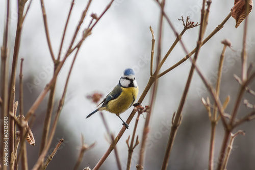 Vogel - Meise in der freien Natur am Strauch © H. S. Photography