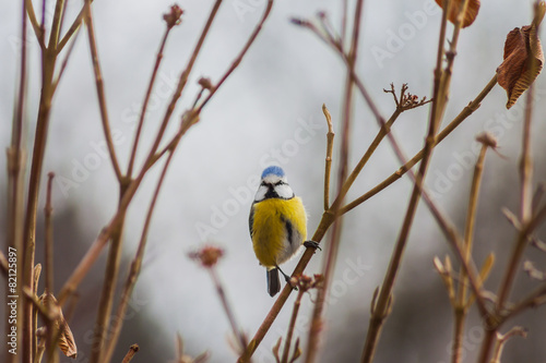Vogel - Meise in der freien Natur am Strauch © H. S. Photography