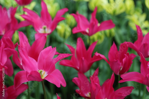 Pinke Tulpen