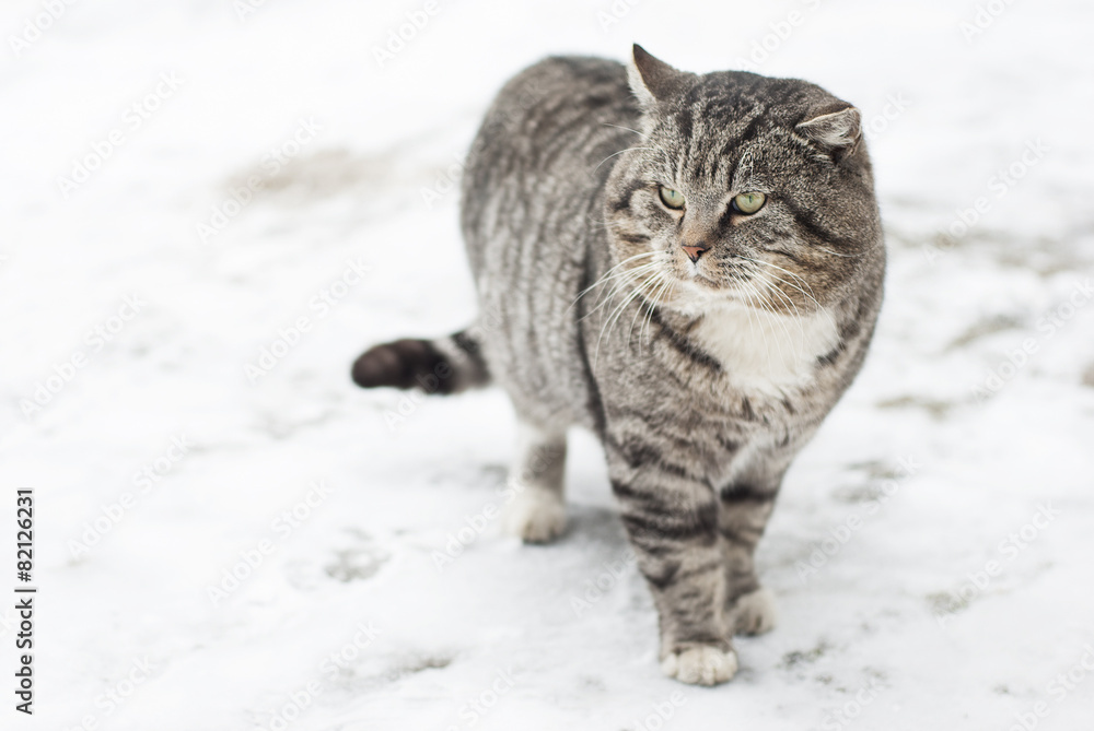 Gray Fluffy Cat is Walking in the Winter Gray Fluffy Cat is Walking in the Winter