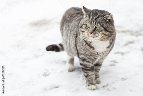 Gray Fluffy Cat is Walking in the Winter