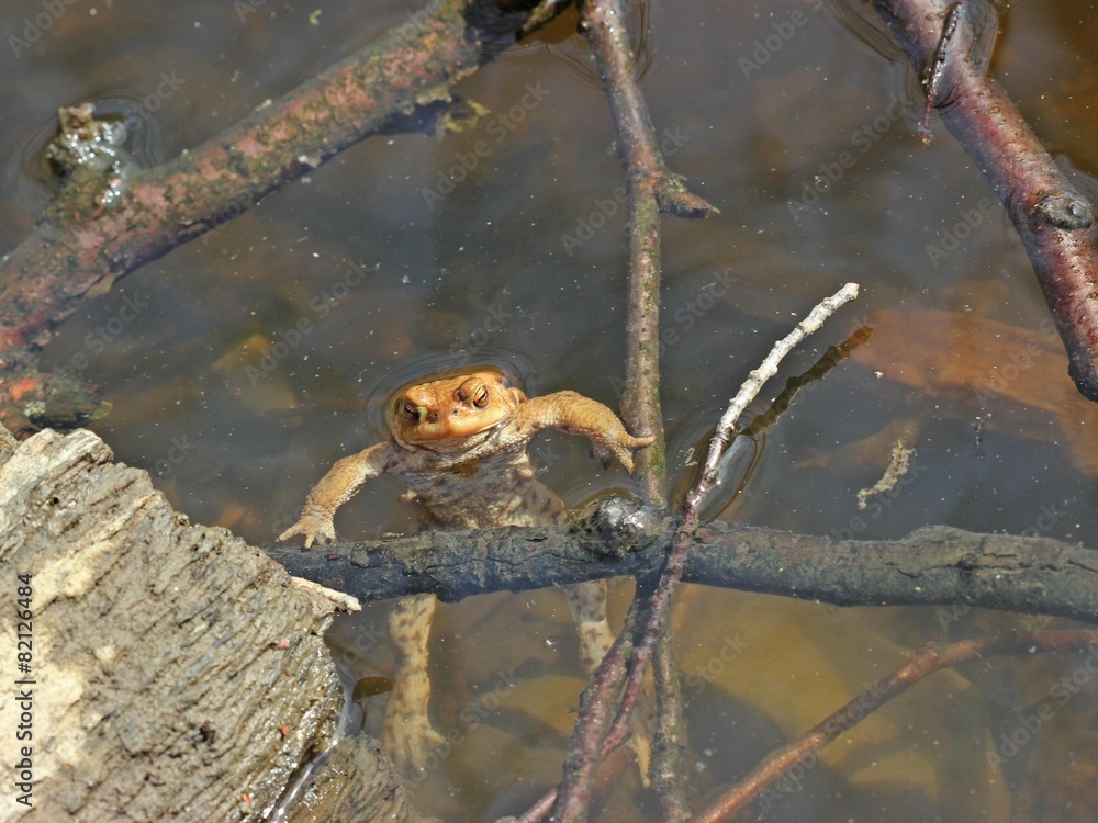 Männliche Erdkröte im Teich StockFoto Adobe Stock