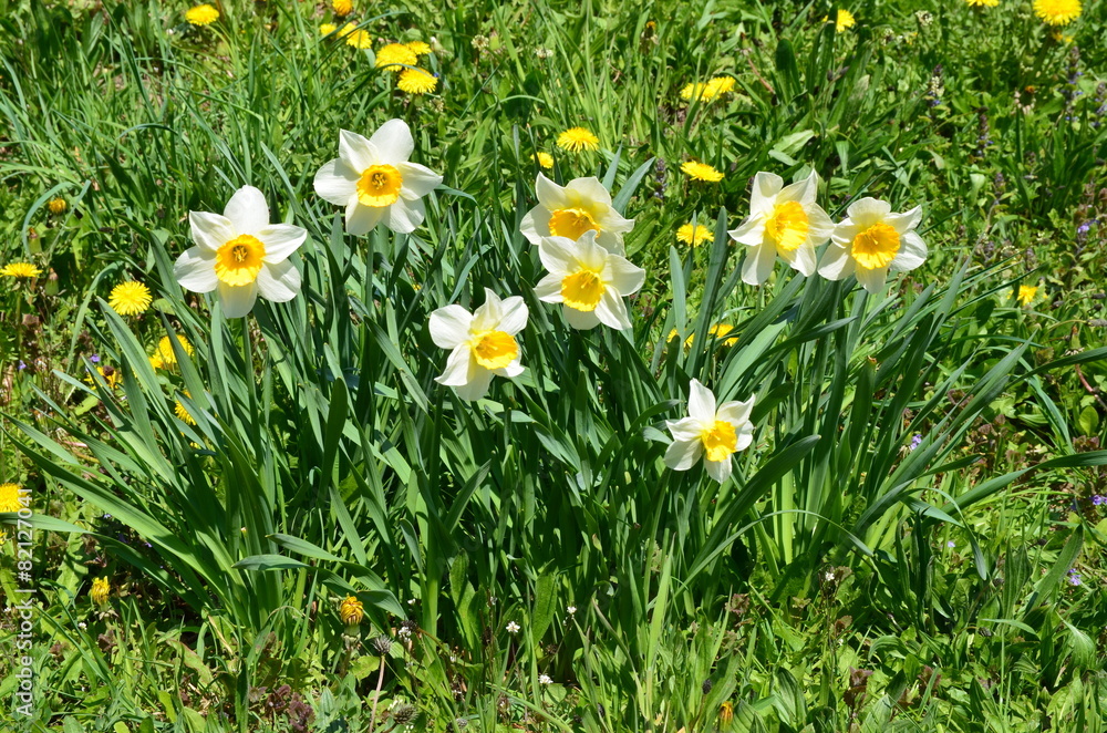 Narzissen auf Frühlingswiese