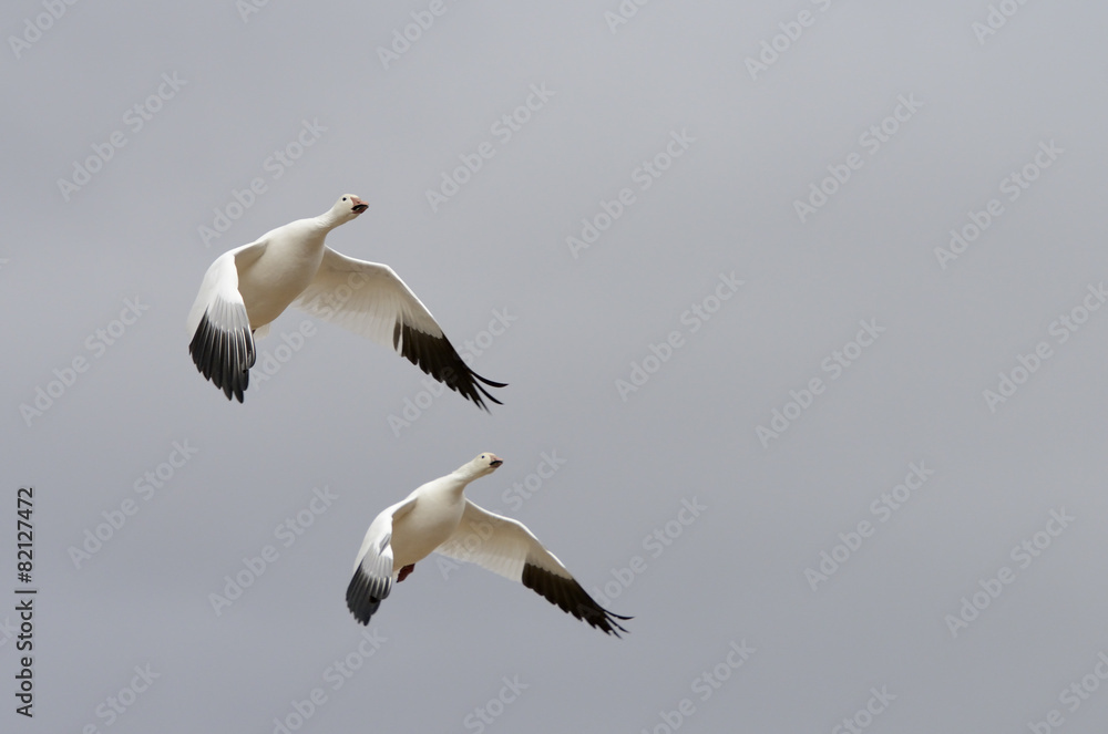 Two Snow Geese Gliding with Wings Extended Two Snow Geese Gliding with Wings Extended