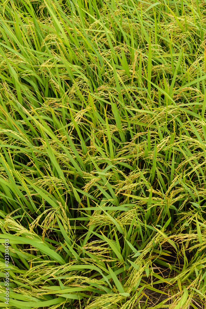 Paddy green Rice Fields in Thailand. Paddy green Rice Fields in Thailand.