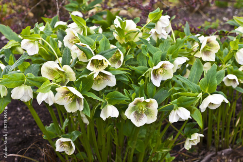 Close-up of a white hellebore with purple spots in a garden.