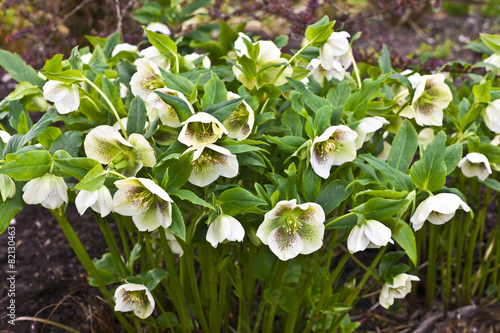 Close-up of a white hellebore with purple spots in a garden. photo