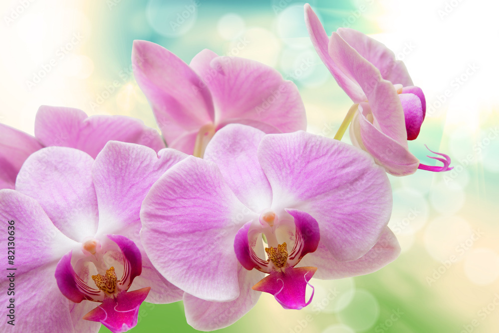 Fototapeta premium orchid flower