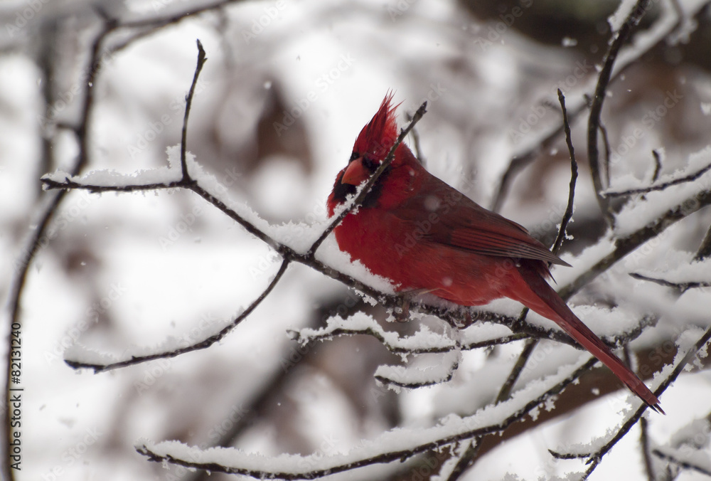 Naklejka Red Cardinal in snow