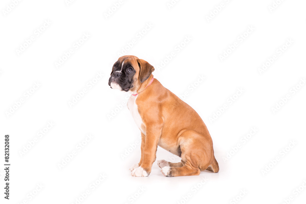 Beautiful puppy german boxer on a white background
