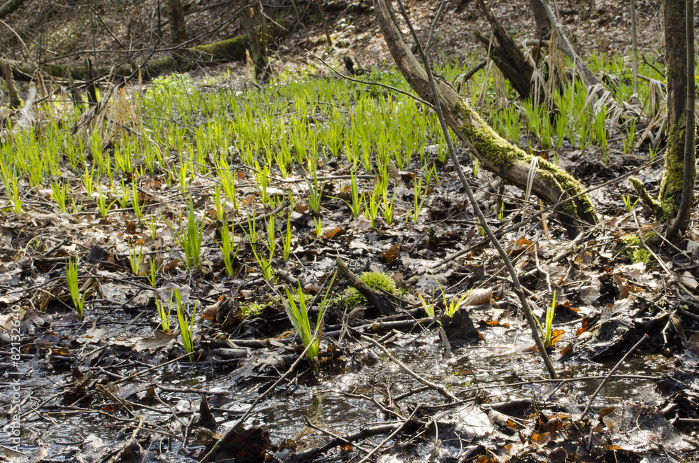 Obraz premium Spring in the swamp